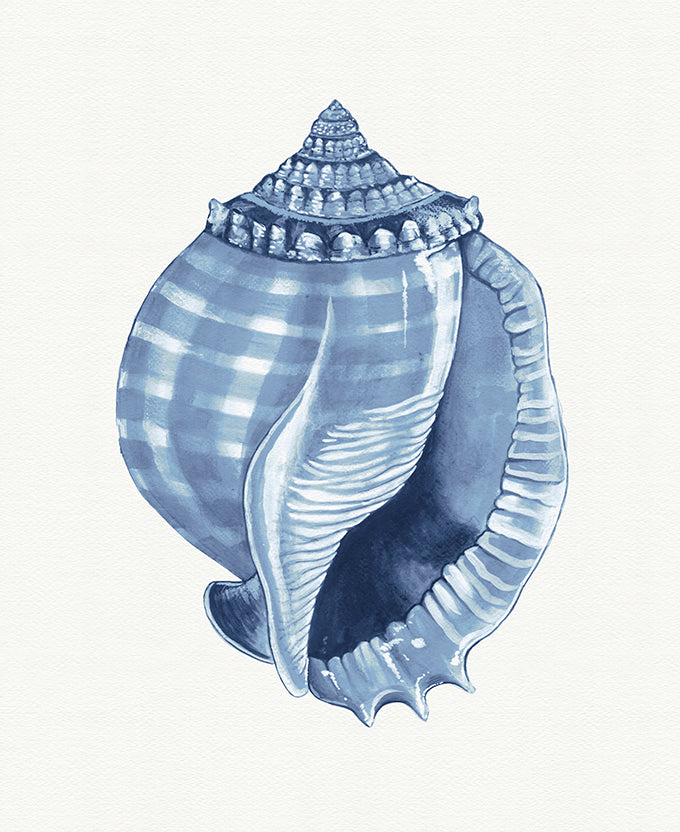 Baudin Shell V