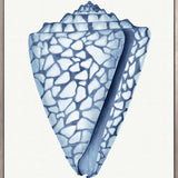 Baudin Shell VI (Canvas) Large (903mm W x 1109mm H)