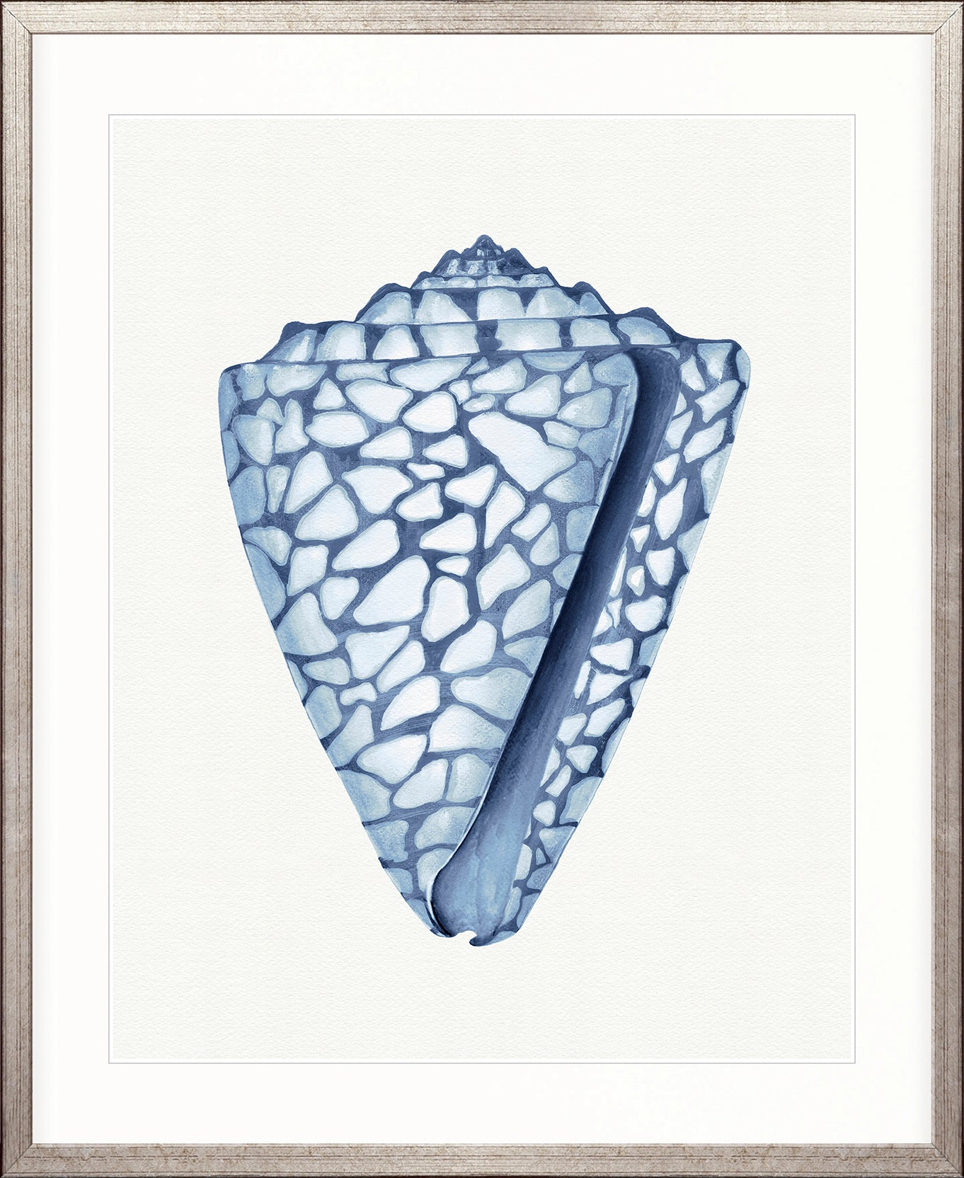 Baudin Shell VI