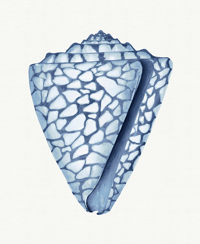 Baudin Shell VI