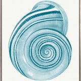Baudin Shell VII (Canvas) Large (903mm W x 1109mm H)