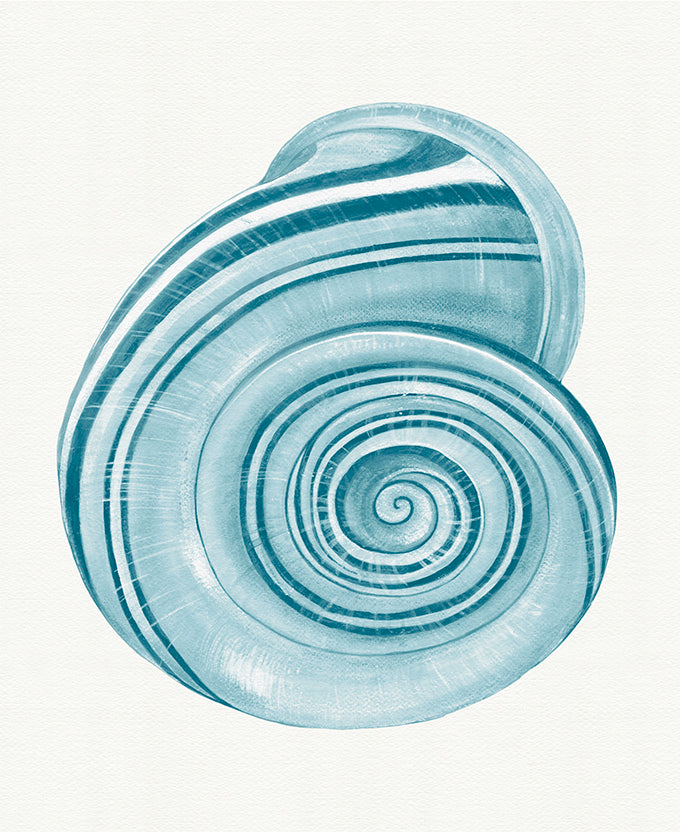 Baudin Shell VII
