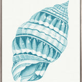 Baudin Shell VIII (Canvas) Large (903mm W x 1109mm H)