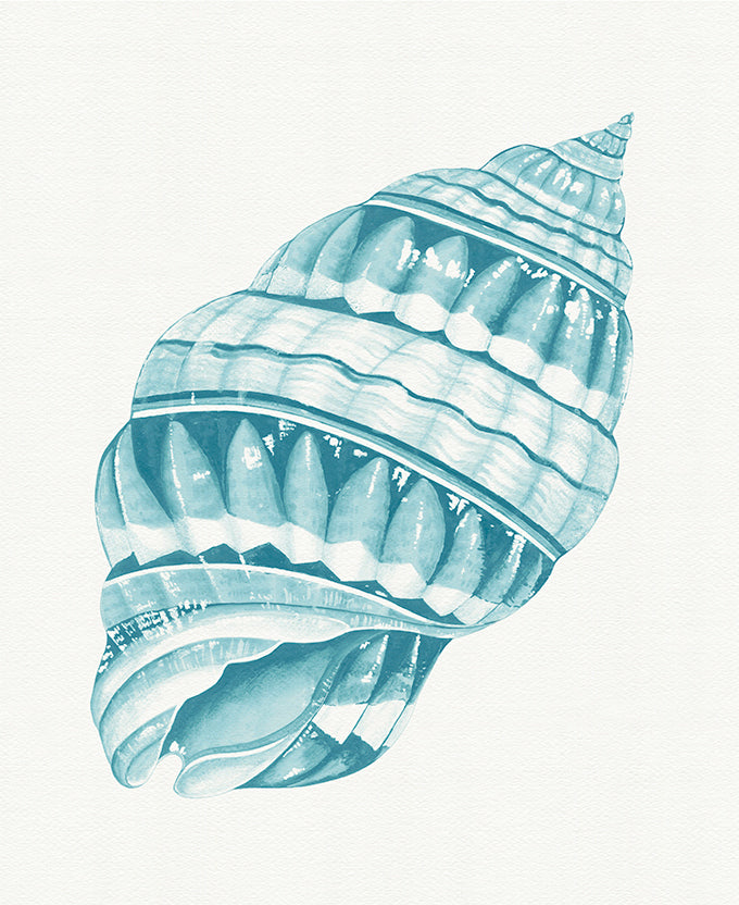 Baudin Shell VIII