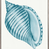 Baudin Shell IX (Canvas) Large (903mm W x 1109mm H)