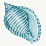 Baudin Shell IX (Canvas) Large (903mm W x 1109mm H)