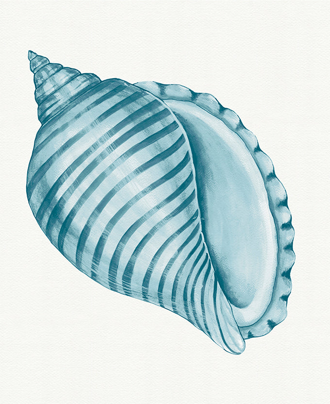 Baudin Shell IX