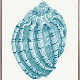 Baudin Shell X (Canvas) Large (903mm W x 1109mm H)