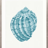 Baudin Shell X Small (465mm W x 560mm H) / Standard Clear Glass
