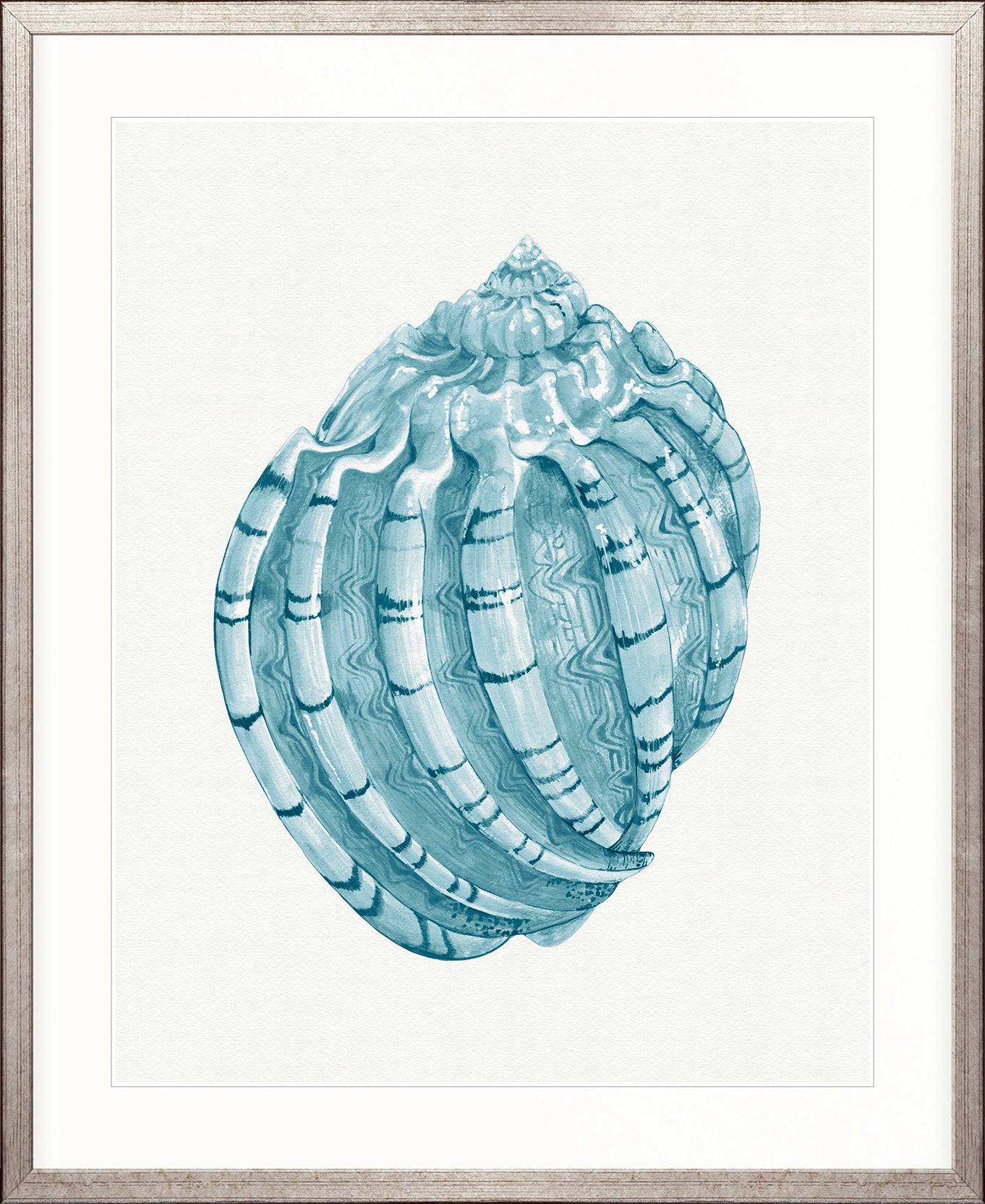 Baudin Shell X