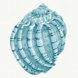 Baudin Shell X Small (465mm W x 560mm H) / Standard Clear Glass