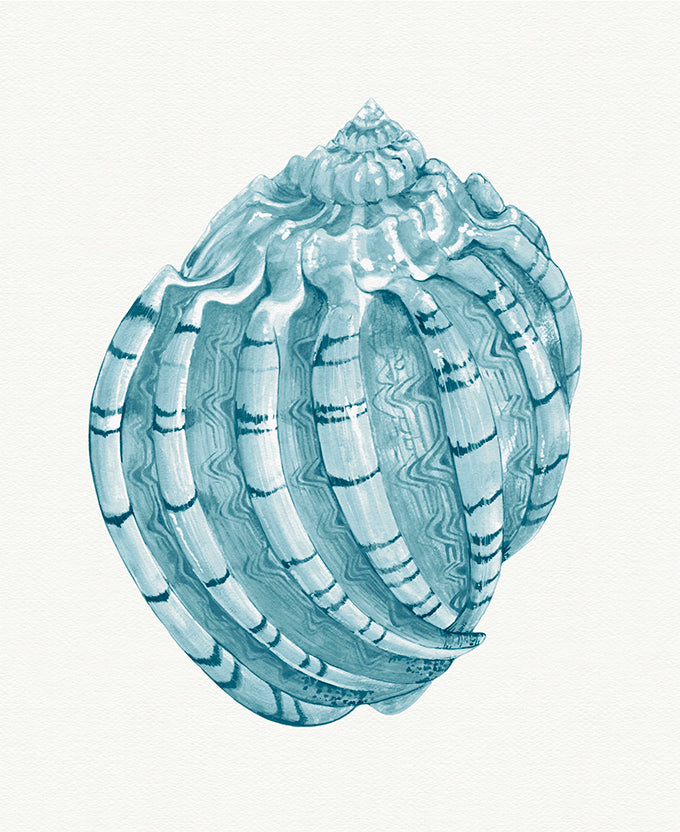 Baudin Shell X