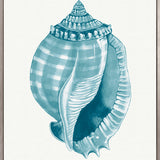 Baudin Shell XI (Canvas) Large (903mm W x 1109mm H)