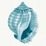 Baudin Shell XI Small (465mm W x 560mm H) / Standard Clear Glass