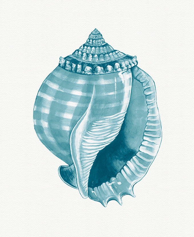 Baudin Shell XI