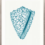 Baudin Shell XII Small (465mm W x 560mm H) / Standard Clear Glass