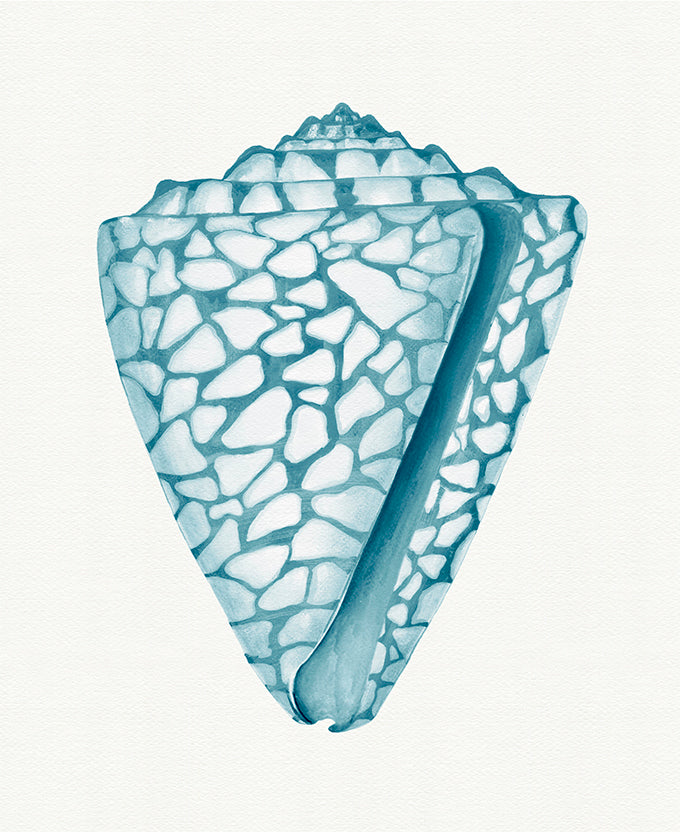 Baudin Shell XII