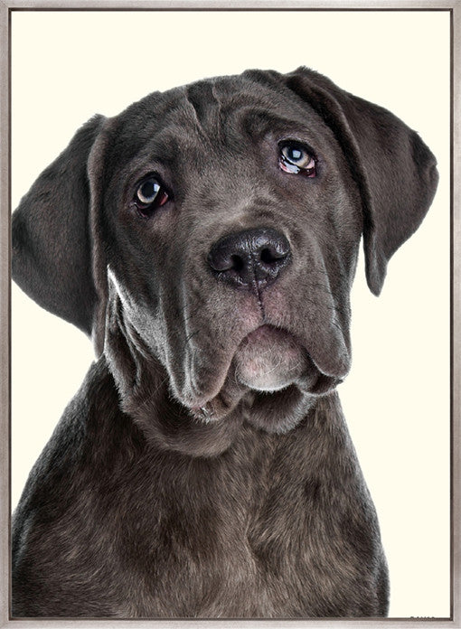 Baxter III (Canvas)