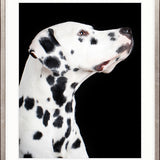 Baxter IV