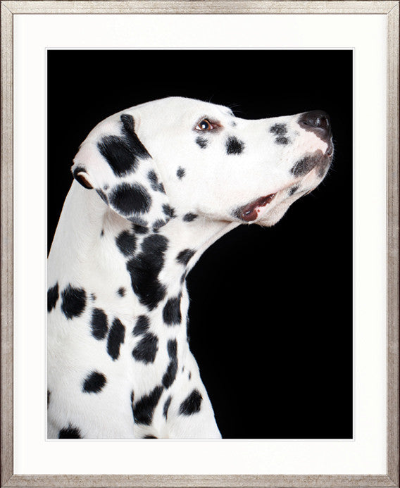 Baxter IV