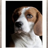 Baxter VI