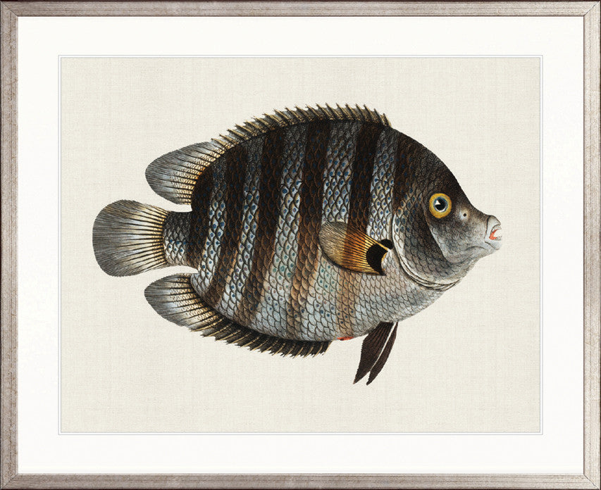 Cape Bayeau Fish I