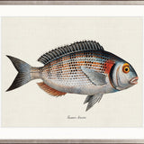 Cape Bayeau Fish II