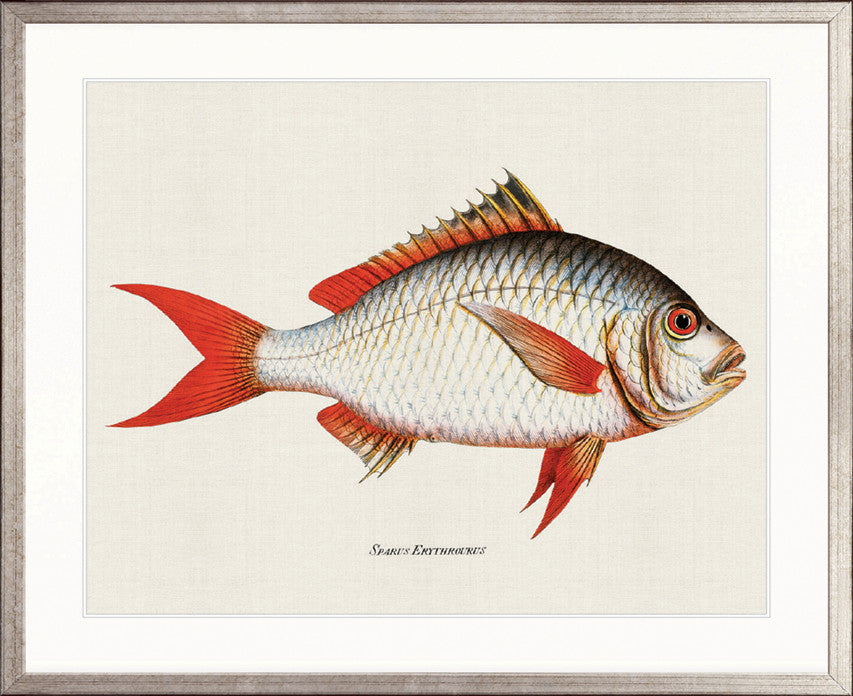 Cape Bayeau Fish III