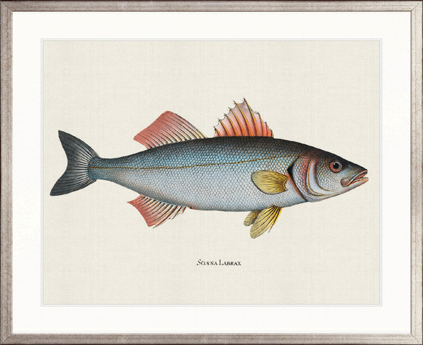 Cape Bayeau Fish IV