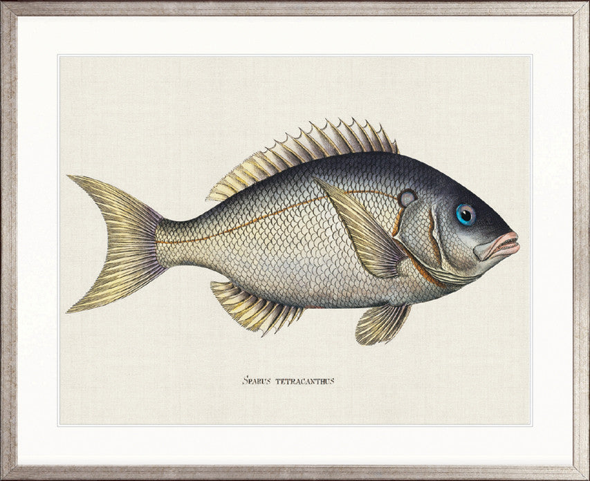 Cape Bayeau Fish V
