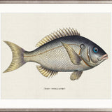 Cape Bayeau Fish V