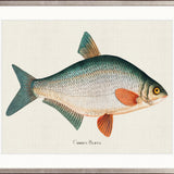 Cape Bayeau Fish VI