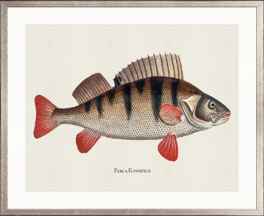 Cape Bayeau Fish VII