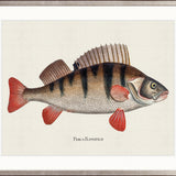 Cape Bayeau Fish VII