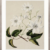 Coastal Native I