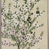 Coastal Native II (Canvas)