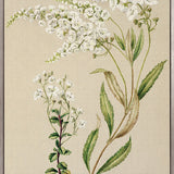 Coastal Native IV (Canvas)