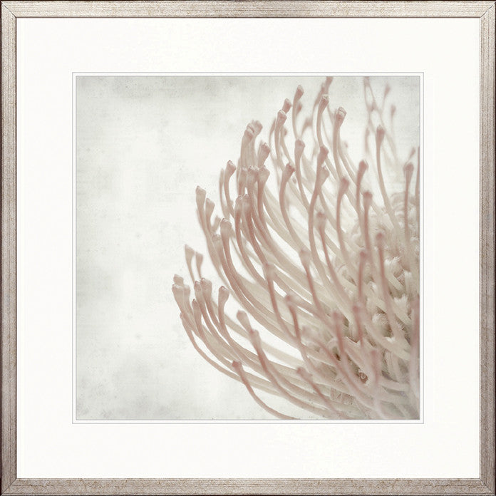 Protea Beauty I