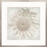 Protea Beauty II