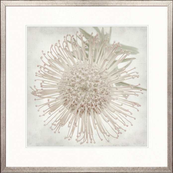 Protea Beauty II