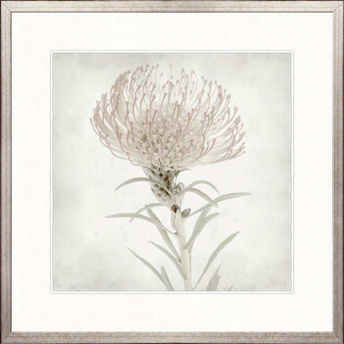 Protea Beauty III