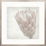 Protea Beauty IV