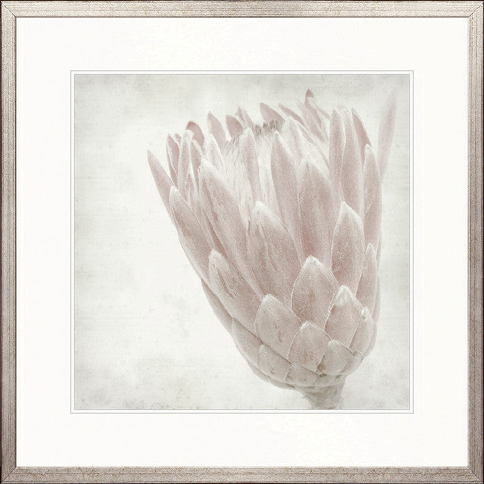 Protea Beauty IV