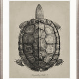 Vintage Turtle Study II