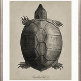 Vintage Turtle Study III