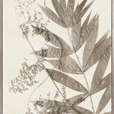Delicate Frond XII (Taupe) (Canvas)