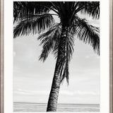 Palm Silhouette II