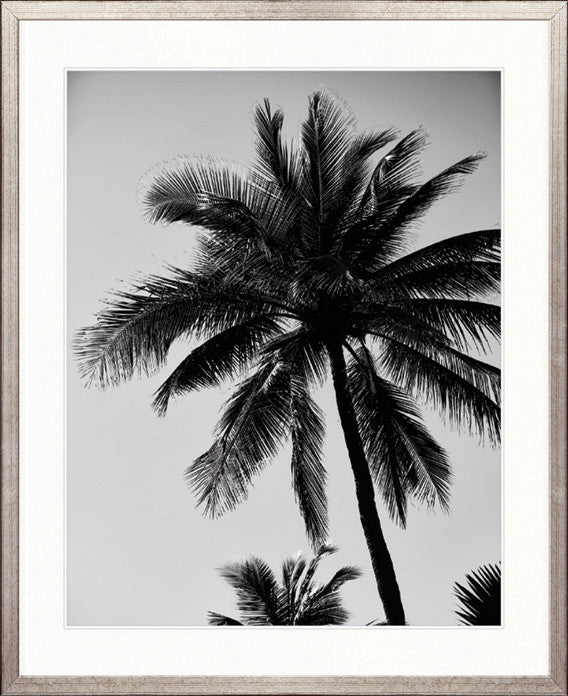 Palm Silhouette VI