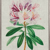 Bella Floral Beauty II (Canvas)