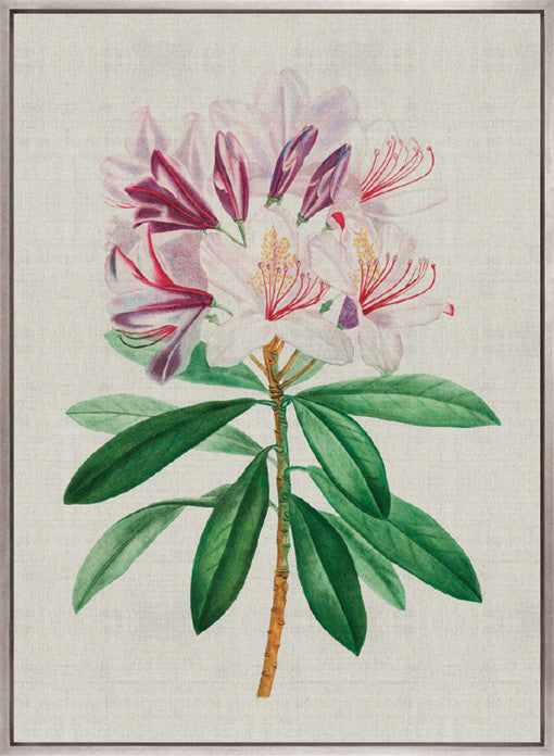 Bella Floral Beauty II (Canvas)